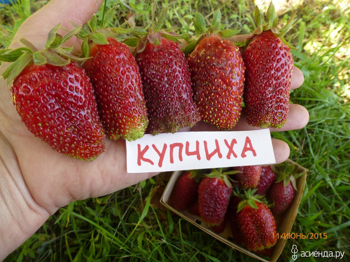 Купить клубнику сорт купчиха