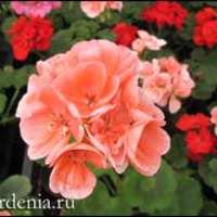 Пеларгония из семян