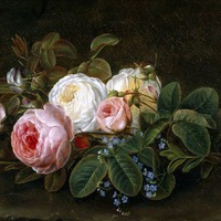 Старинные розы. Сорта. часть 2.