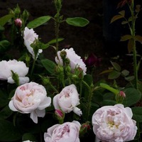 Старинные розы. Сорта. часть 3.