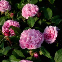 Старинные розы. Сорта. часть 1.