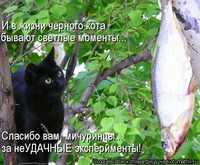 Из жизни чёрного кота