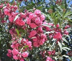 Цветущие деревья Хургады