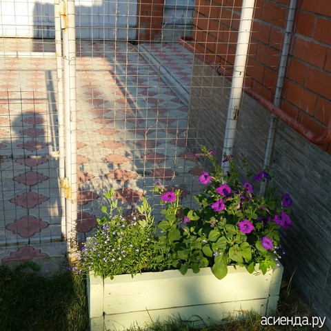 Мои клумбы  2016