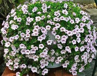 ������� � ������� (������������).