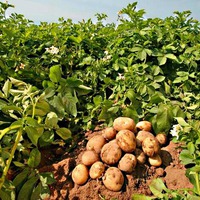 Как посадить картофель
