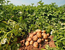 Как посадить картофель