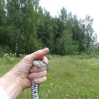 Гад ползучий