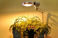 Лампы для рассады растений