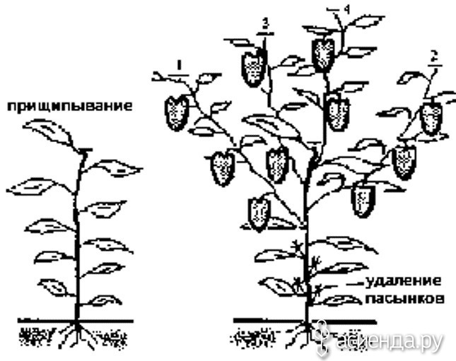 Как прищипывать дыню