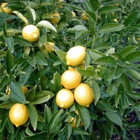 Выращивание лимона в домашних условиях