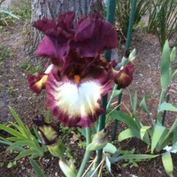   -  ( iris germanica)