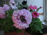 � ����� �������...