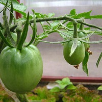 Отчет по помидоркам из семян Машеньки -ruabiha 10