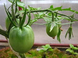Отчет по помидоркам из семян Машеньки -ruabiha 10