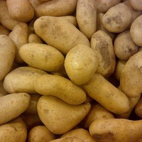 Как распознать болезни картофеля? Часть 1