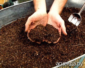 Как выращивать шампиньоны на приусадебном участке?