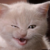 ДНЕВНИК КОТА... УЛЫБНЕМСЯ))