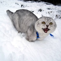 КОТоВЕСНА ))