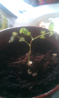 Чем помочь акации?