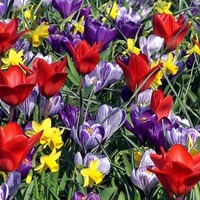 Прошу помощь с луковичными