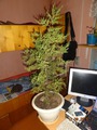 кипарис