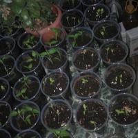 Растет моя помощница и рассаду растит)))