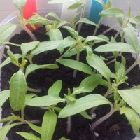 Рассадные неприятности