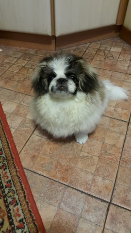 ���� �����-����-����