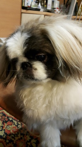 ���� �����-����-����