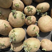 КАК ДЕЛИТЬ КАРТОФЕЛЬ