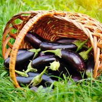 6 важных правил ухода за баклажанами