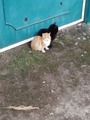 Кто чья тень?...