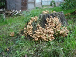 Грибы на даче.