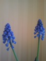 Muscari latifolium