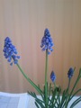 Muscari latifolium