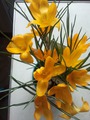 CROCUS FLAVUS GOLDEN YELLOW