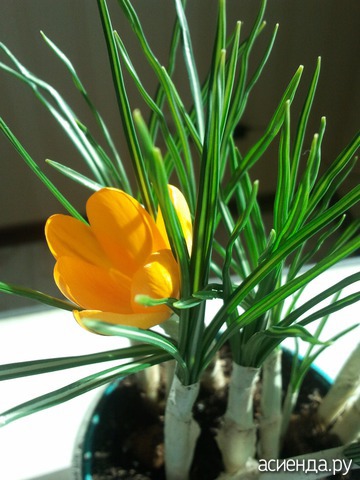 CROCUS FLAVUS GOLDEN YELLOW