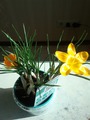 CROCUS FLAVUS GOLDEN YELLOW