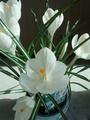 CROCUS VERNUS JEANNE D'ARC