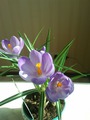 CROCUS VERNUS REMEMBRANCE