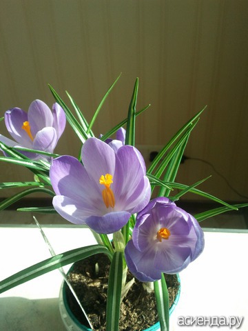 CROCUS VERNUS REMEMBRANCE