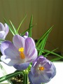 CROCUS VERNUS REMEMBRANCE