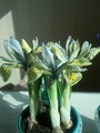 Iris Katharine Hotchkin