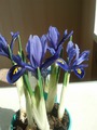 Iris reticulata Harmony