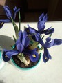 Iris reticulata Harmony