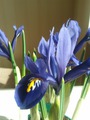 Iris reticulata Harmony