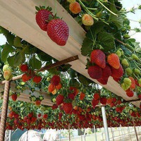 А кто нибудь практиковал такой способ выращивания клубники?