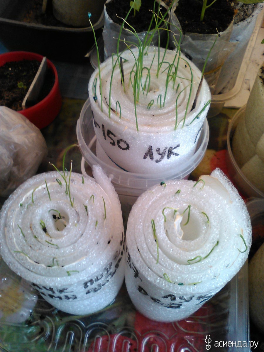 Как посадить лук в улитку