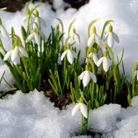 Польза и вред цветка из-под снега